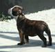 Olde english bulldogge *OSCAR*