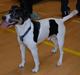 Dansk svensk gaardhund Corvette-Big-Mag