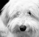 Coton de tulear Alfred