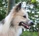 Islandsk fårehund Blidur
