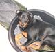 Rottweiler charlie