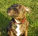 Staffordshire bull terrier LIVA