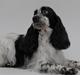 Cocker spaniel Tiah