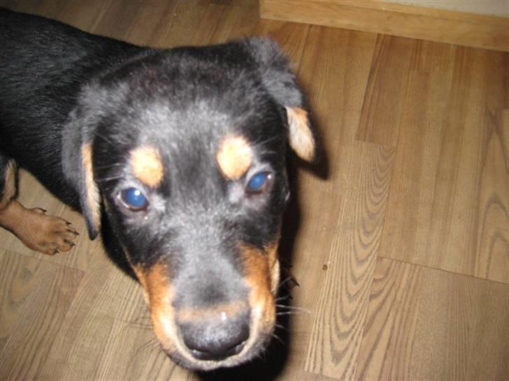 Blanding af racer Gonzo billede 2