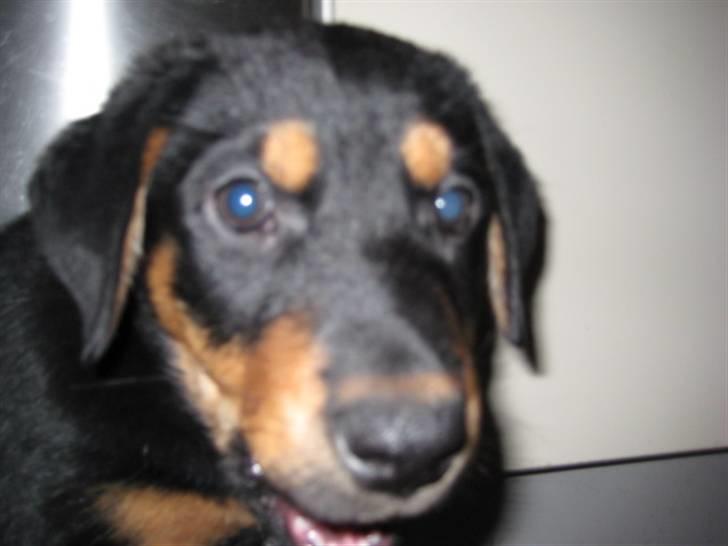 Blanding af racer Gonzo billede 3