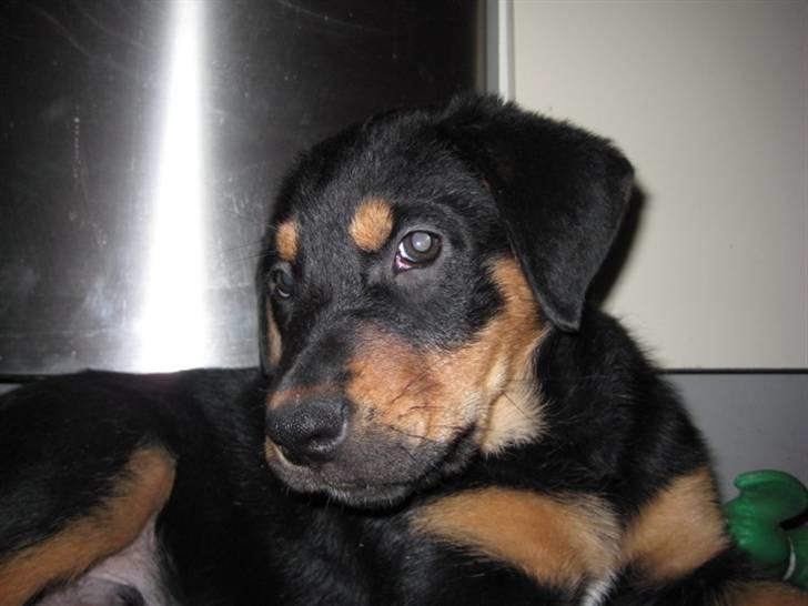 Blanding af racer Gonzo billede 4