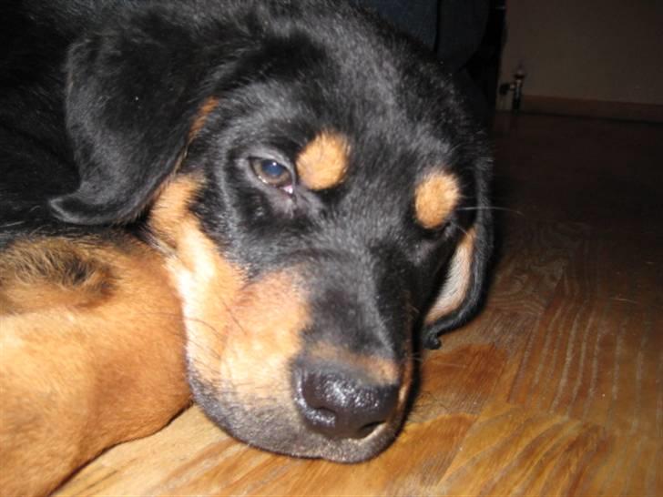 Blanding af racer Gonzo billede 5