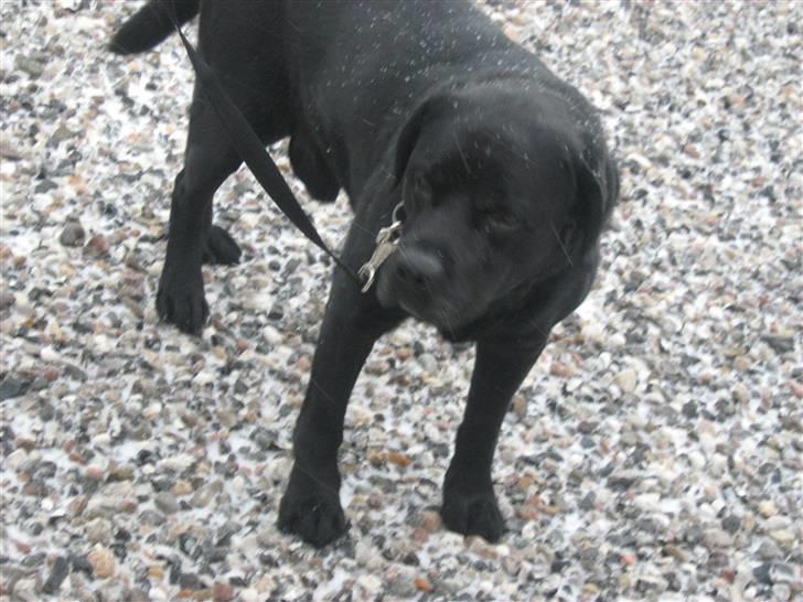 Labrador retriever Burre. aflivet d.27/04 09 - burre januar 08 billede 9