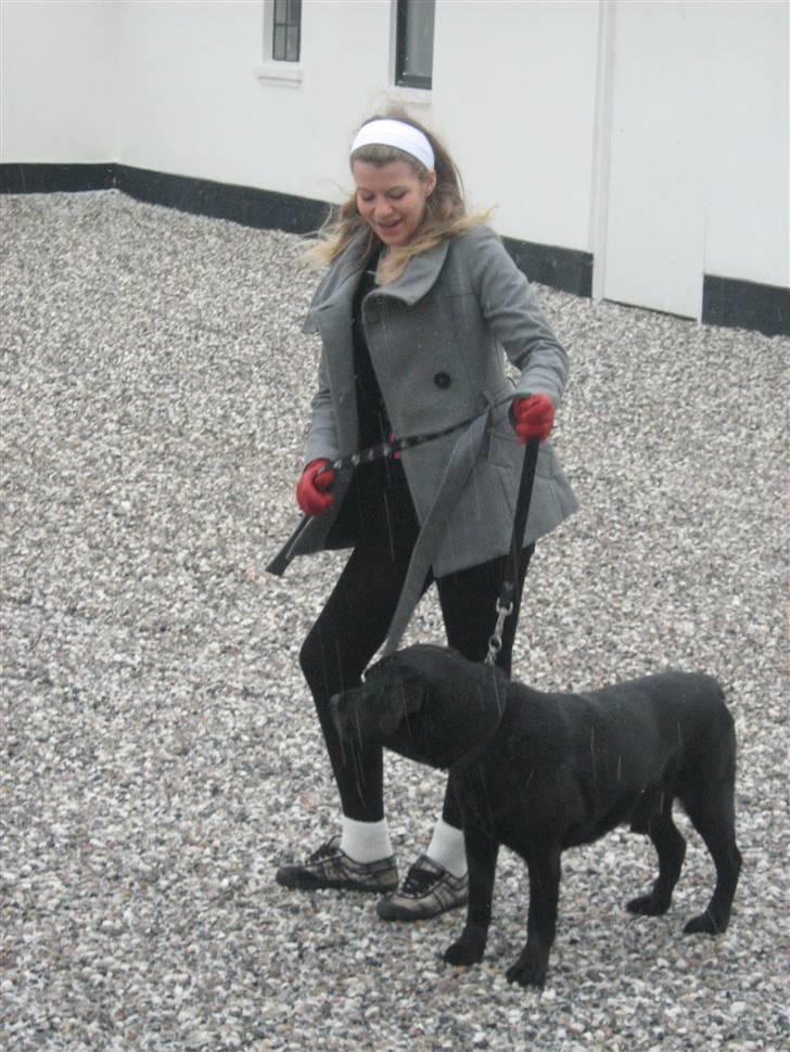 Labrador retriever Burre. aflivet d.27/04 09 - januar 08 igen billede 11