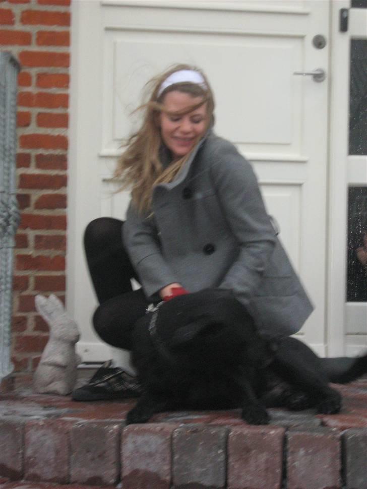 Labrador retriever Burre. aflivet d.27/04 09 - januar 08 billede 12