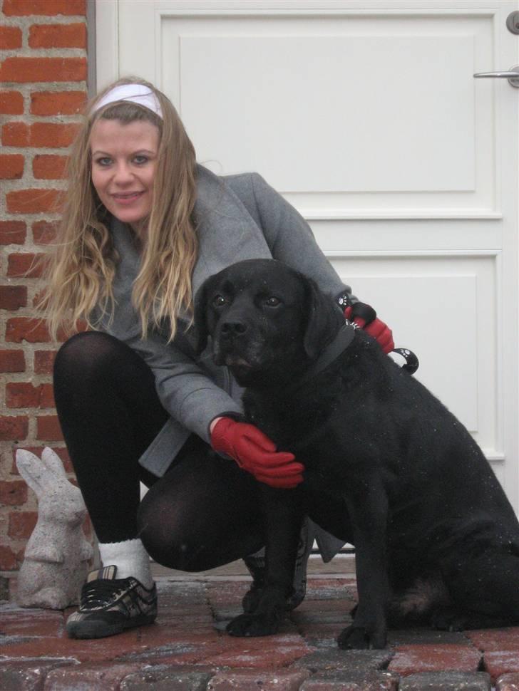 Labrador retriever Burre. aflivet d.27/04 09 - januar 08 billede 13