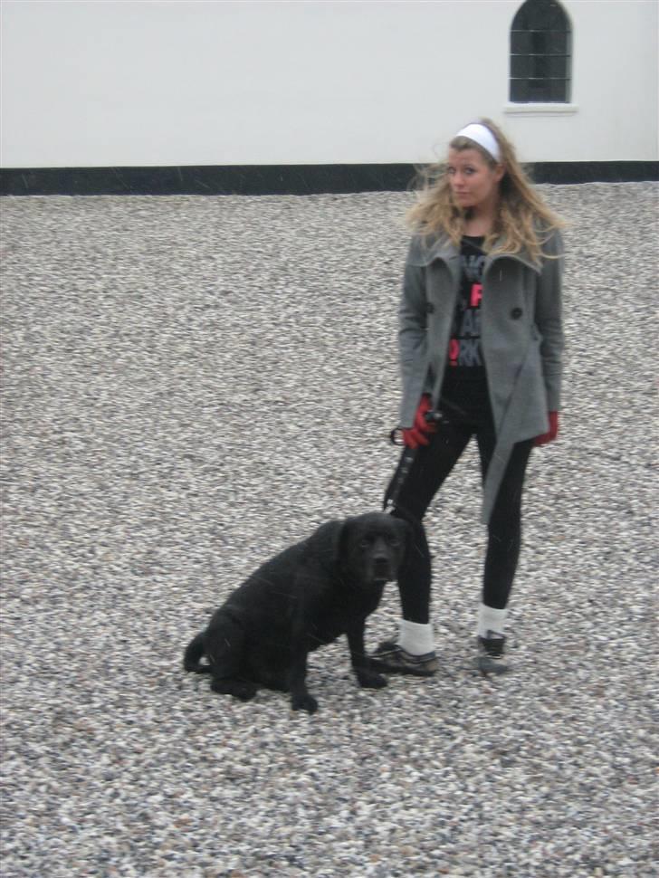 Labrador retriever Burre. aflivet d.27/04 09 - januar 08 billede 14