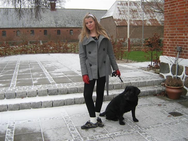 Labrador retriever Burre. aflivet d.27/04 09 - januar 08 billede 15