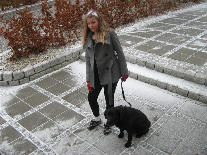 Labrador retriever Burre. aflivet d.27/04 09 - januar 08 billede 16