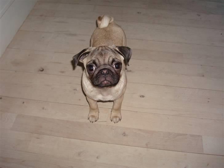 Mops Perle billede 2