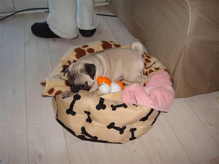 Mops Perle billede 3