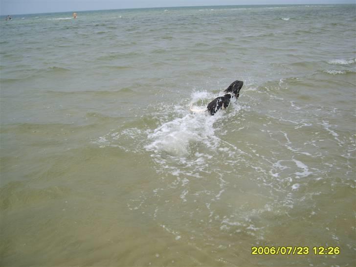 Field spaniel spif<3 ( nye billeder ) - jeg elsker at være på camping billede 13