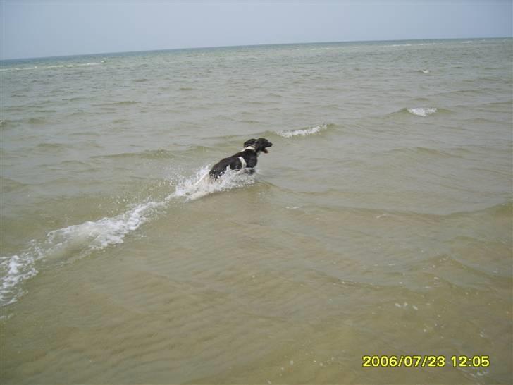 Field spaniel spif<3 ( nye billeder ) - han løber på stranden! billede 14