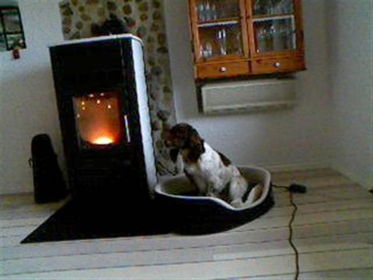 Field spaniel spif<3 ( nye billeder ) - jeg synes det er mega kold udenfor!! billede 15