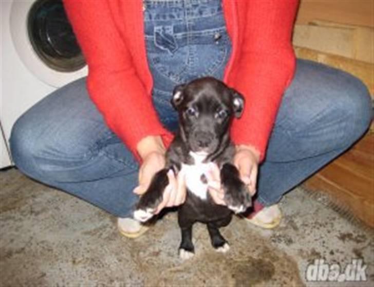 Blanding af racer milla billede 5