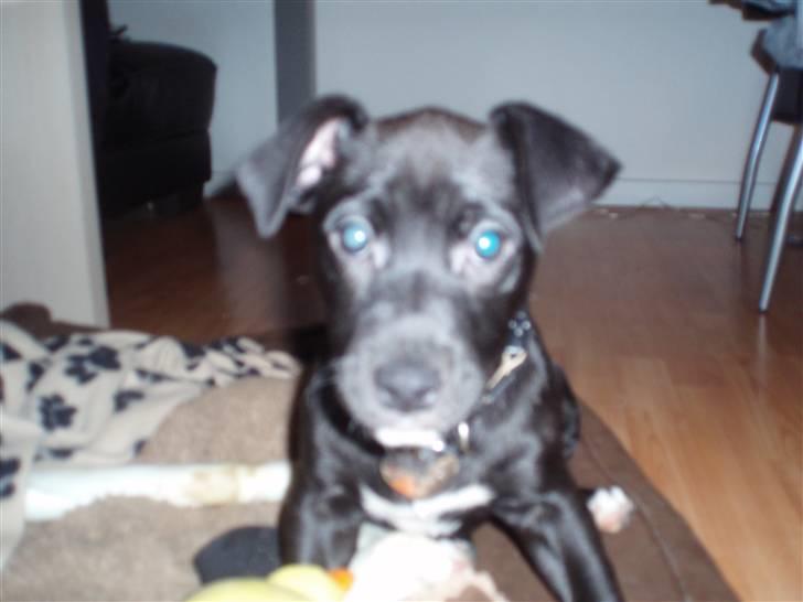 Blanding af racer milla billede 6