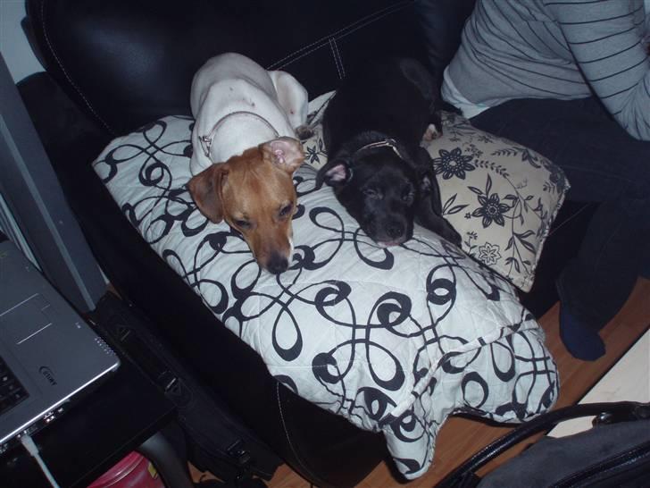 Blanding af racer milla billede 7