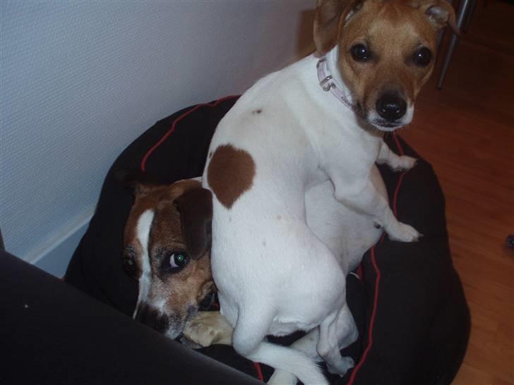 Dansk svensk gaardhund Malou billede 7