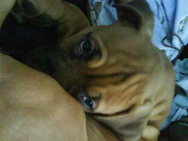 Blanding af racer Pumba *DØD* billede 9