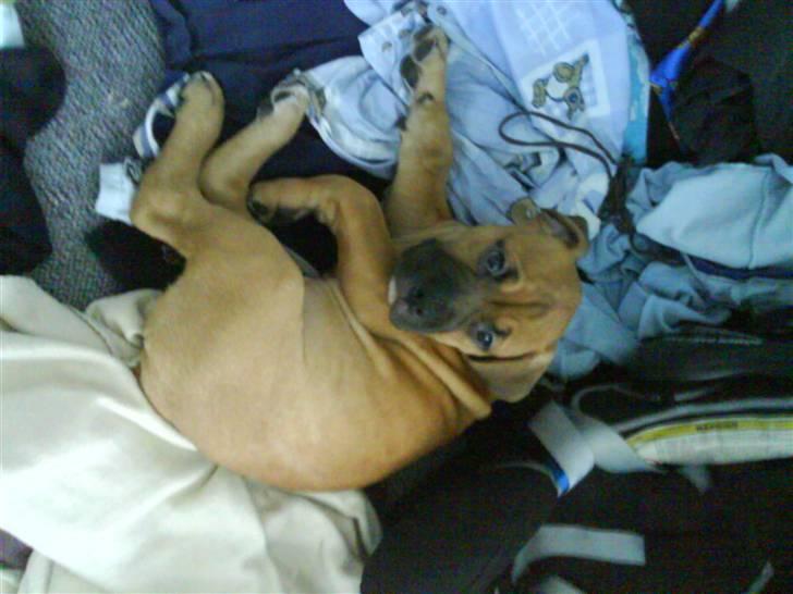 Blanding af racer Pumba *DØD* billede 10