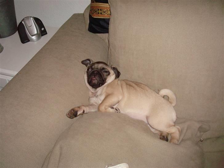 Mops Perle billede 4