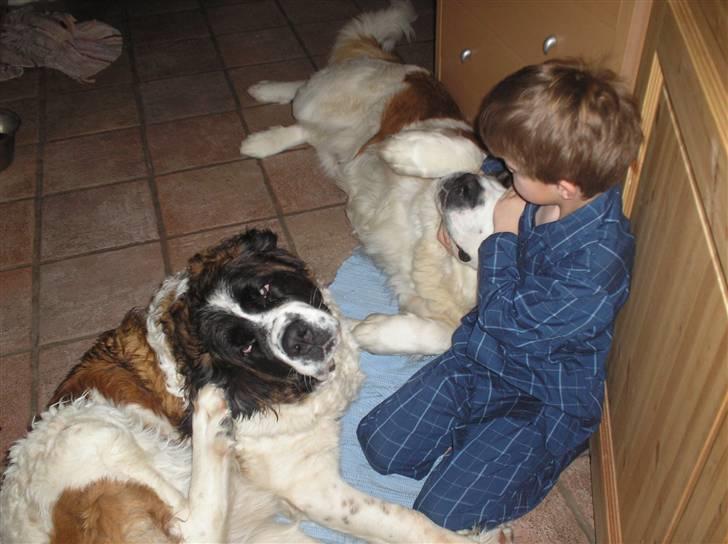 Sankt bernhardshund trine R I P 09- billede 9