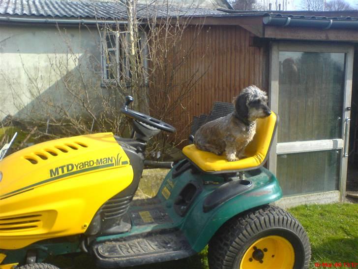 Gravhund Nissebandens Ewald - se mig far se mig jeg er selv kommet op  billede 1