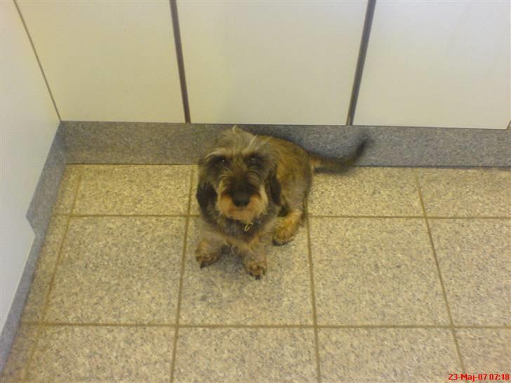 Gravhund Nissebandens Ewald - vi er lige blevet klippet  billede 2