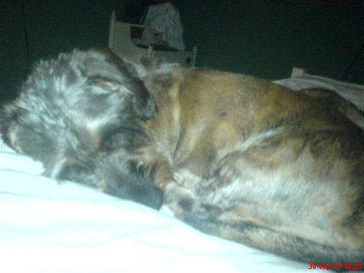 Gravhund Nissebandens Ewald - ZzZzz billede 3