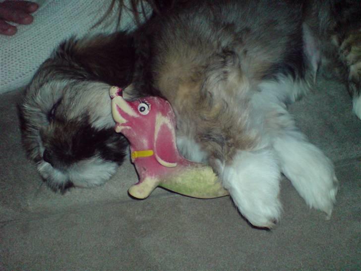 Lhasa apso Carlo - bedste ven kan ikke sove uden. billede 2