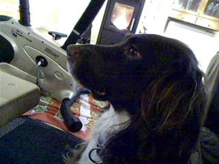 Field spaniel spif<3 ( nye billeder ) - gi´ mig min godbid! billede 16