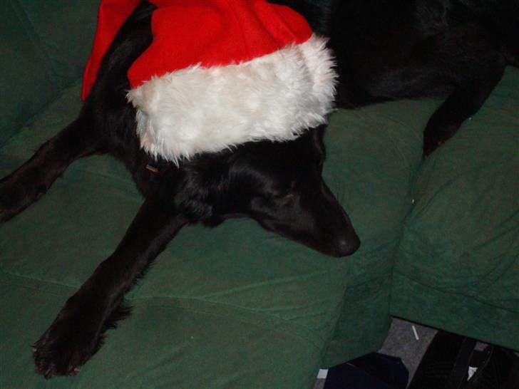 Blanding af racer Tilde - her er jeg så mor og fars lille nisse pige billede 6