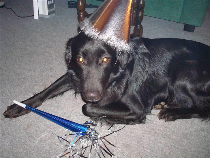 Blanding af racer Tilde - godt nytår der ude........er jeg ikke sød???? billede 7