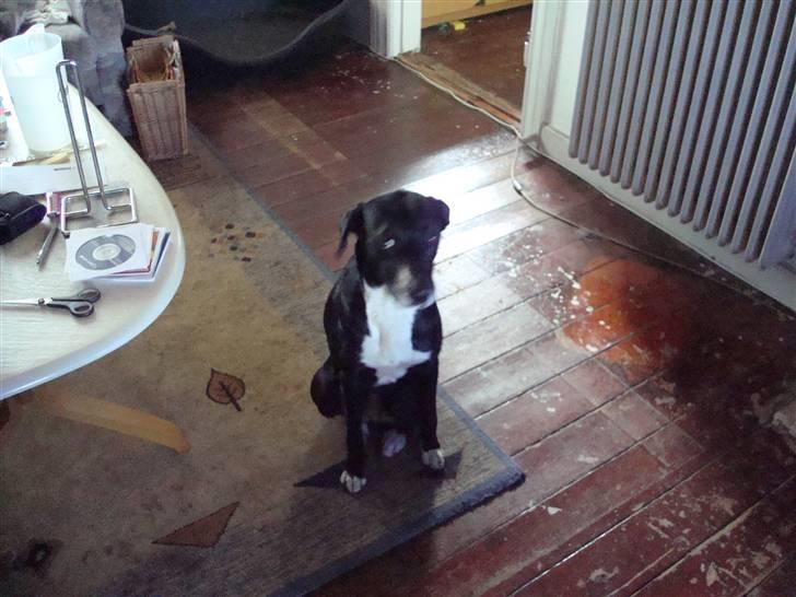 Blanding af racer Lady - Her er jeg lige lidt fotogen billede 1