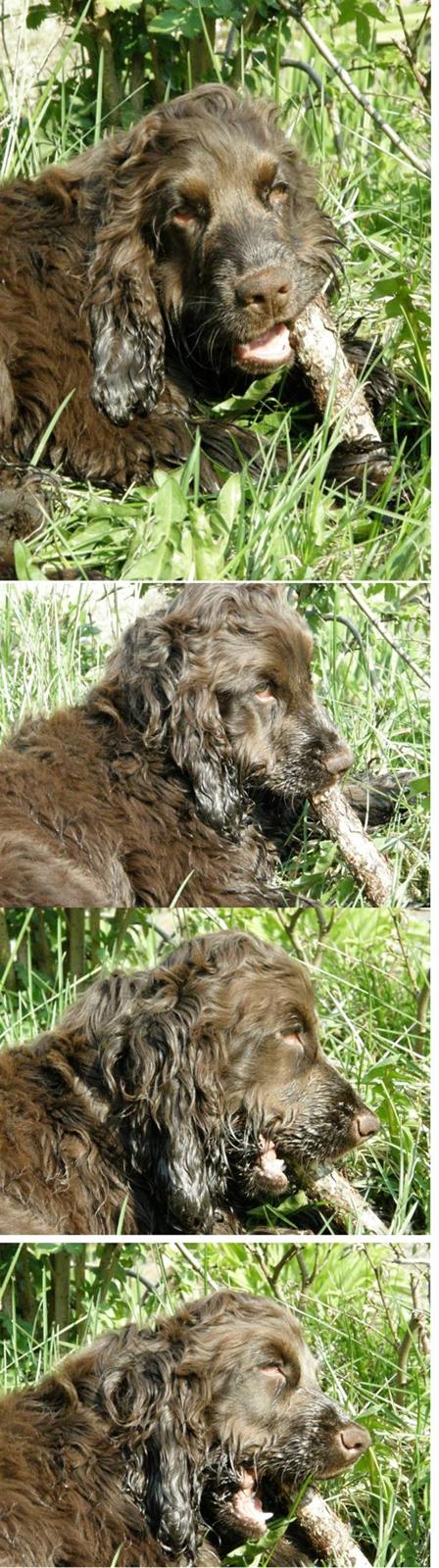 Cocker spaniel Joe - *24-4-08* billede 19