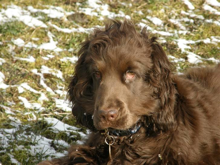 Cocker spaniel Joe - hvad siger du?? kan du ikke li min frisure?? billede 20