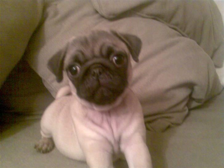 Mops Perle billede 5