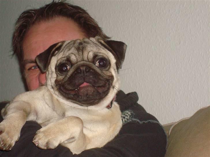 Mops Perle billede 6