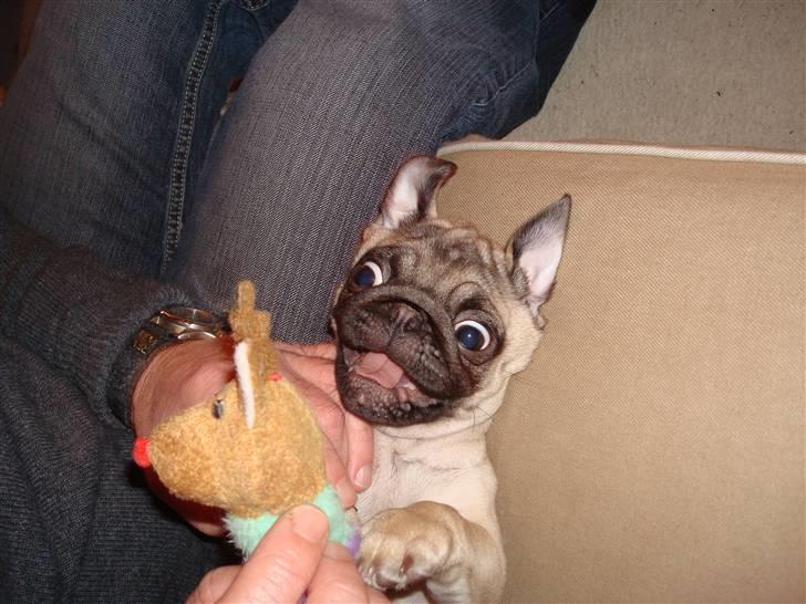 Mops Perle billede 7