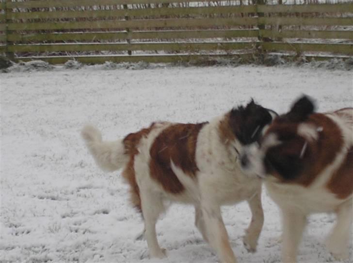 Sankt bernhardshund brutalis billede 11