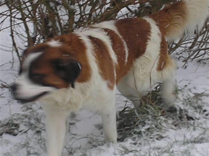 Sankt bernhardshund brutalis billede 12