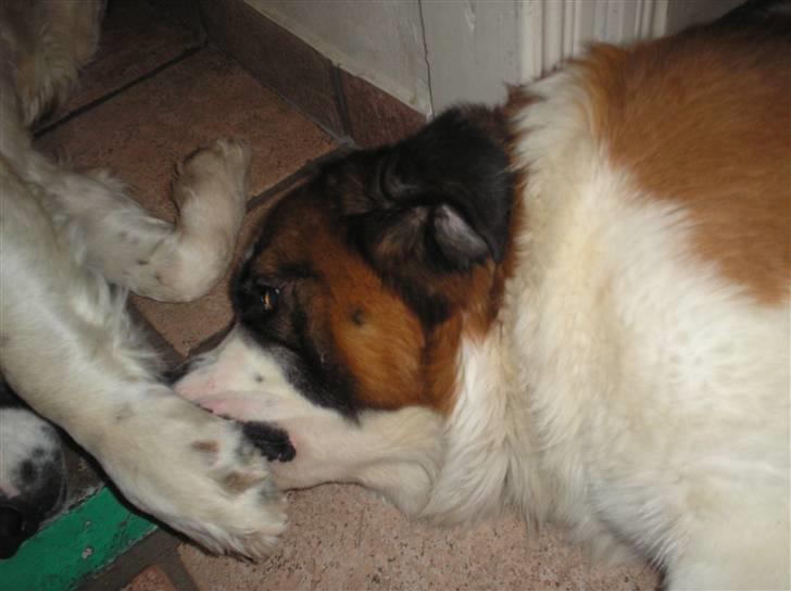 Sankt bernhardshund brutalis - puh ha hvor har trine sure tæer billede 13