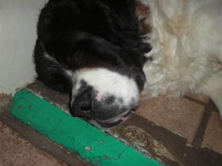 Sankt bernhardshund trine R I P 09- billede 10