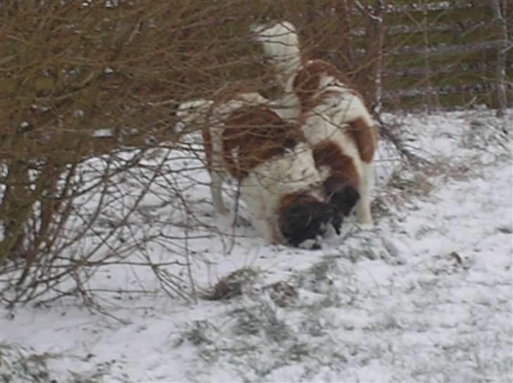 Sankt bernhardshund trine R I P 09- billede 11