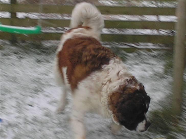 Sankt bernhardshund trine R I P 09- billede 12